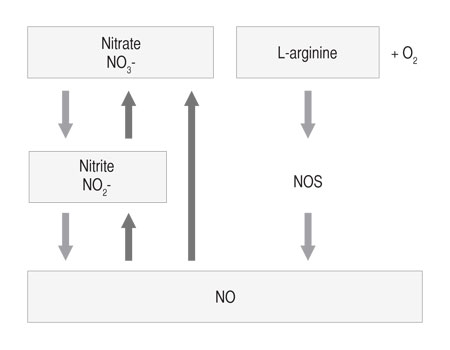 Figure 1 : Lien entre l’oxyde nitrique (NO), le nitrite (NO<sub>2</sub>-) et le nitrate (NO<sub>3</sub>-). (ONS, oxyde nitrique synthase)