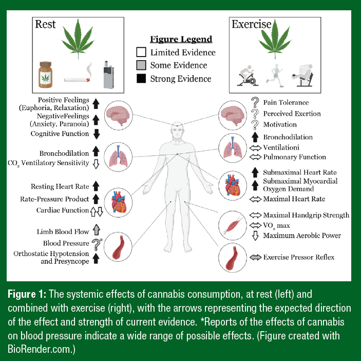 Cannabis And Exercise Performance: Current Evidence