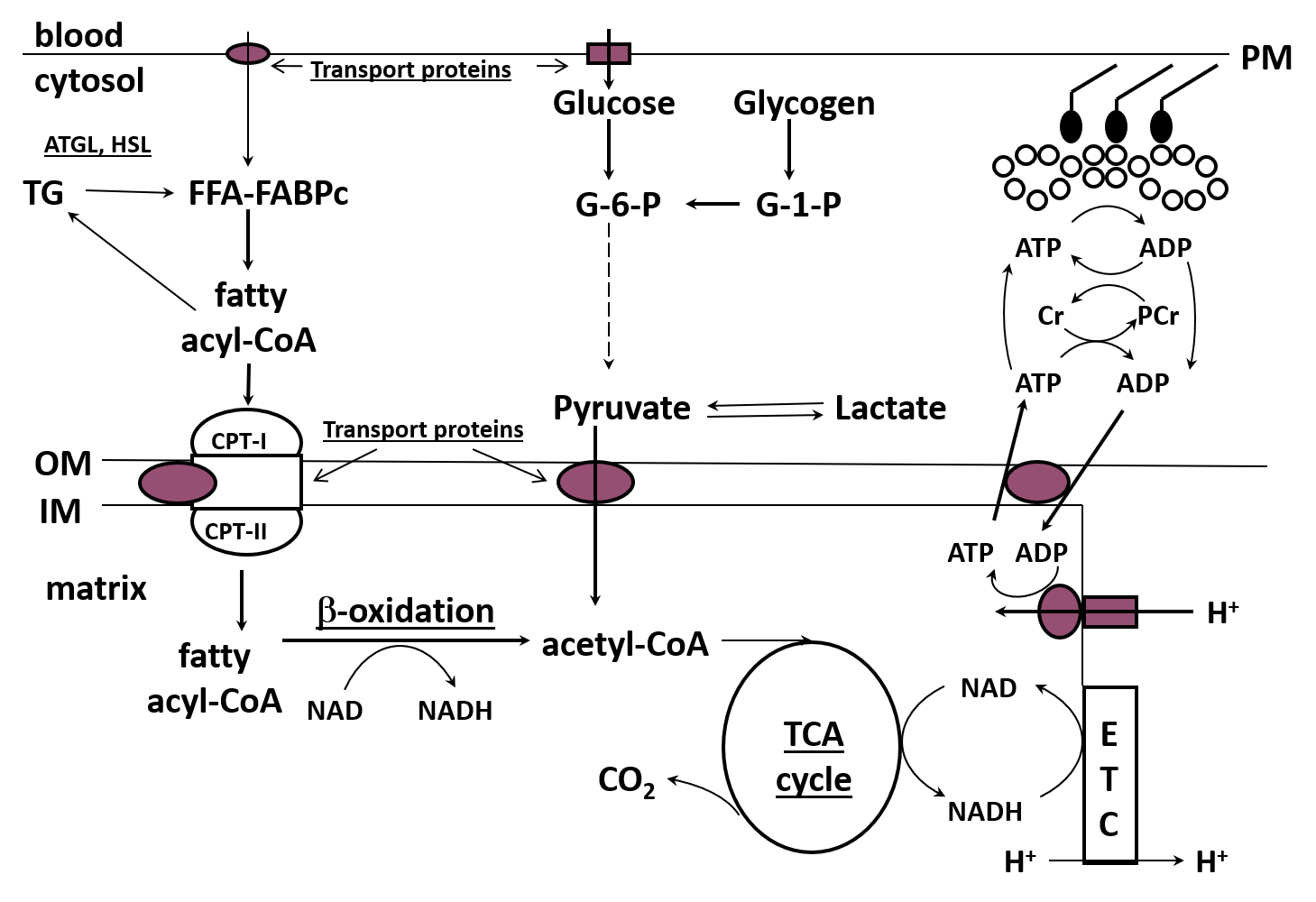 REGULATION OF FAT METABOLISM DURING EXERCISE