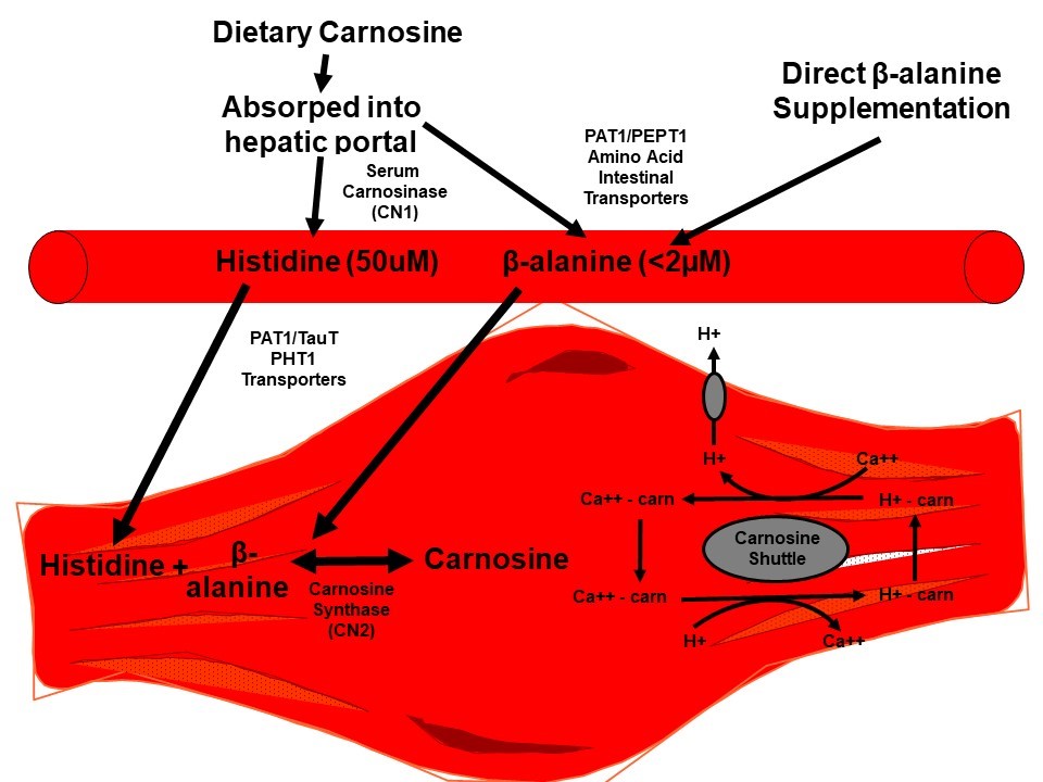 An Update On Beta-alanine Supplementation For Athletes