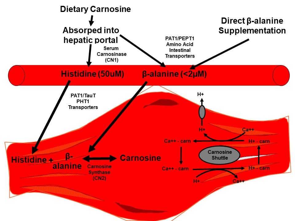 Beta-alanine and muscle acidosis